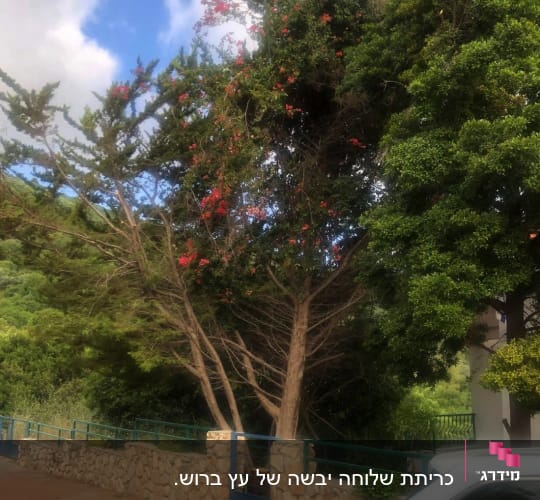 עץ עם ענפים דלילים ופרחים אדומים
